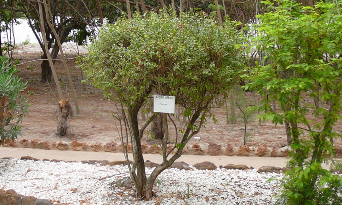 Лавсония неколючая (Lawsonia inermis).