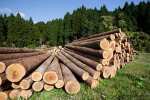 Як вибрати необроблену деревину на електронних торгах