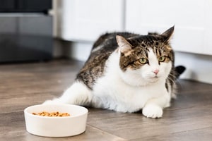 Как выбрать кошачий корм
